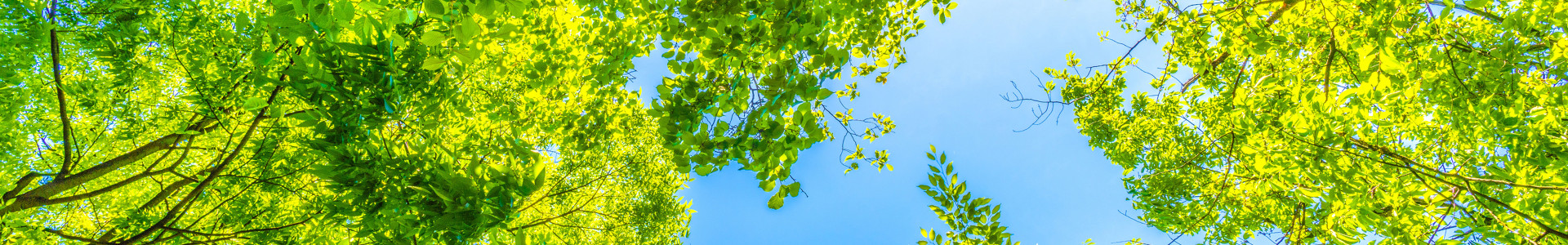 下層ページタイトルヘッダー